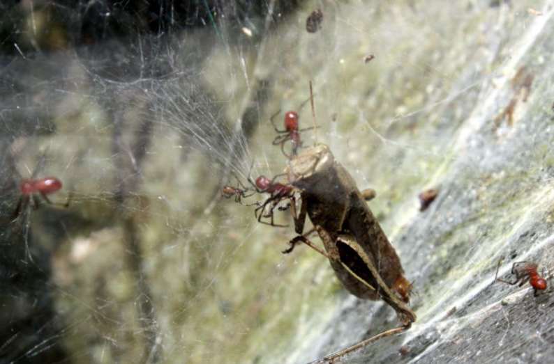 Anelosimus Eximius eating a cricket